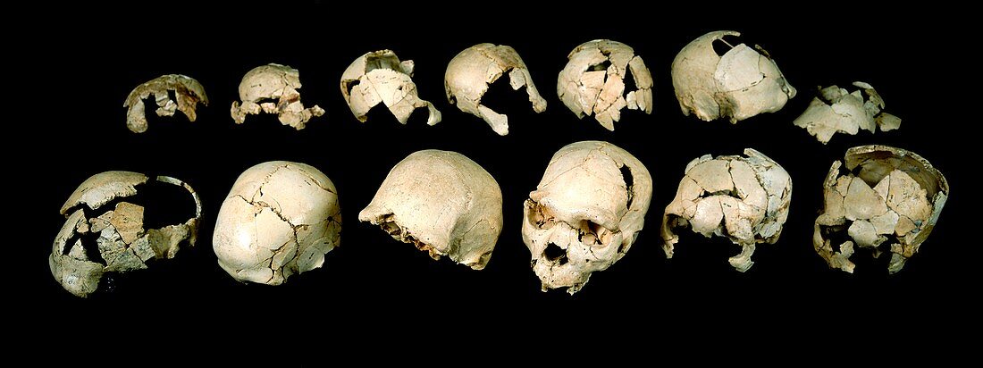Homo heidelbergensis skulls