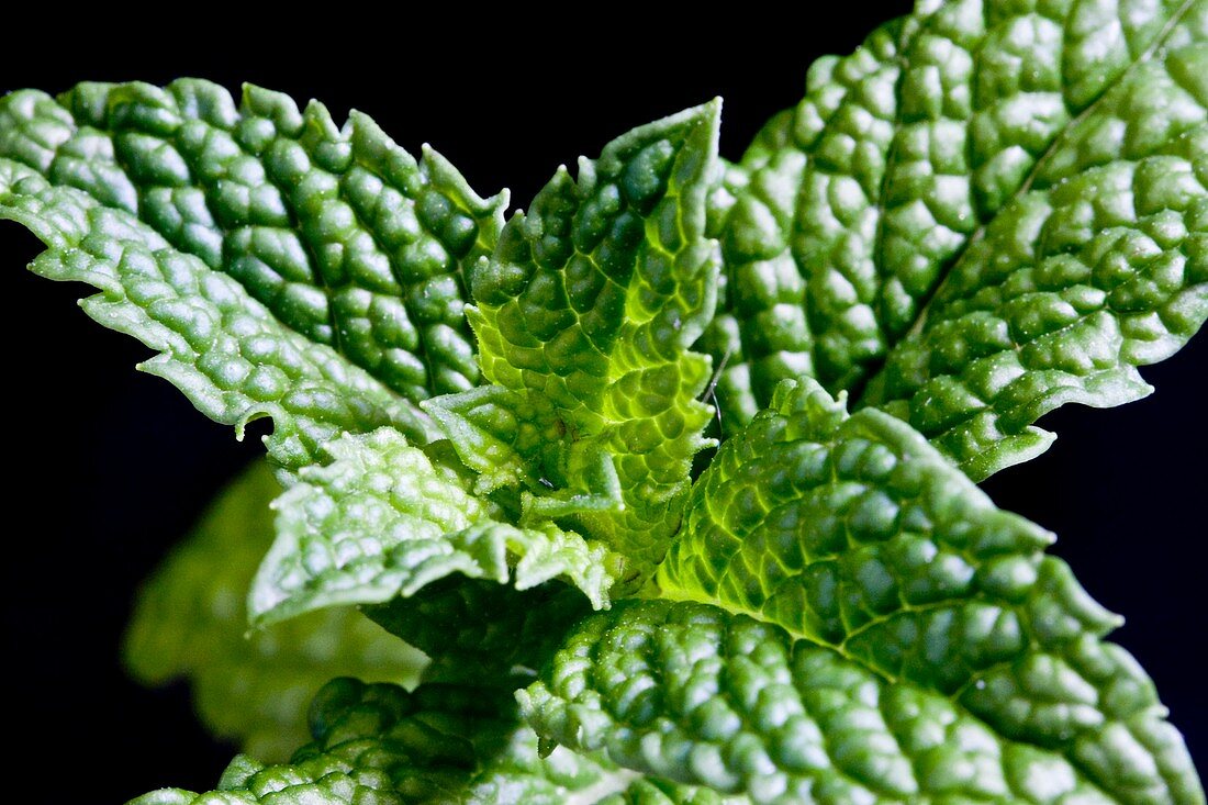 Mint (Mentha sp.) leaves