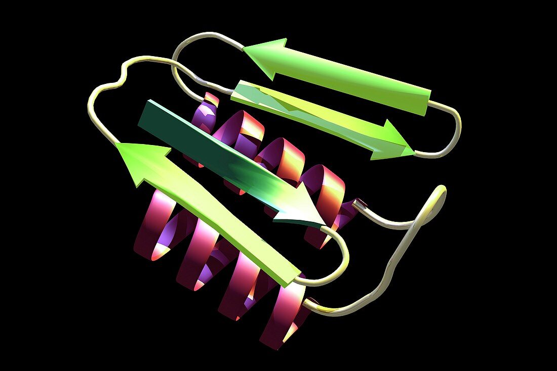 Human prion protein molecule