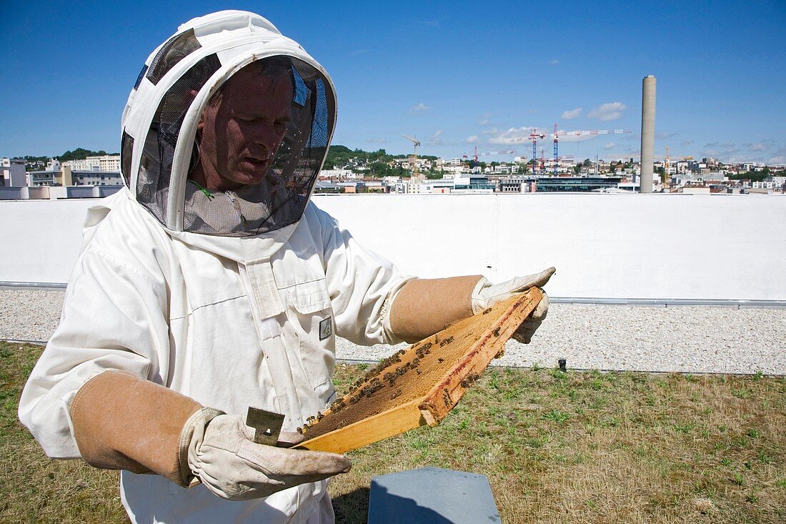 Urban bee-keeping