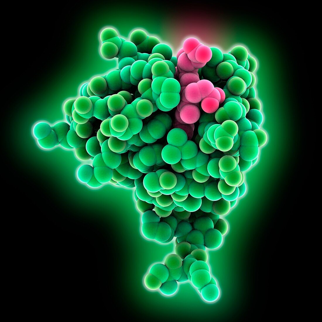 Cytochrome b5 molecule