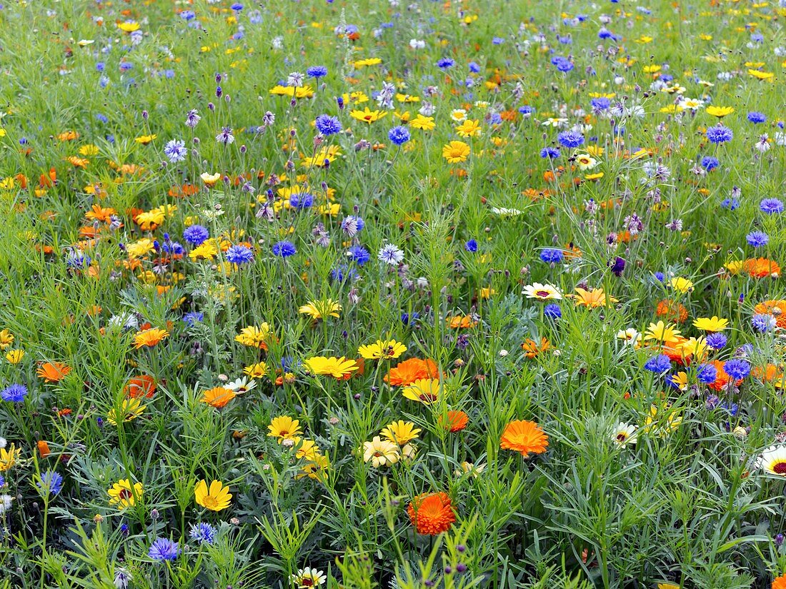 Meadow flowers,UK