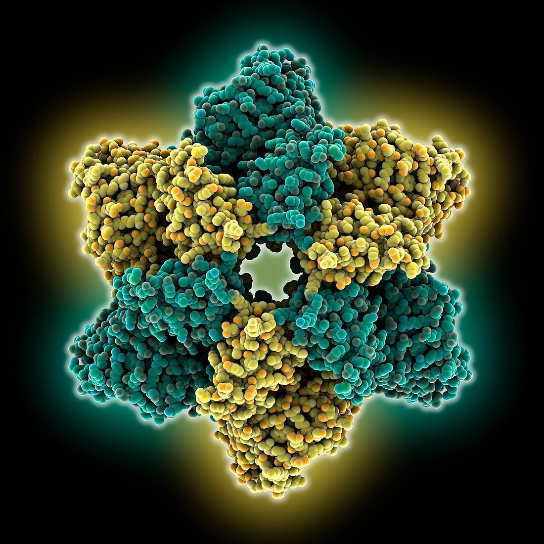 Simian virus (SV40) large T antigen
