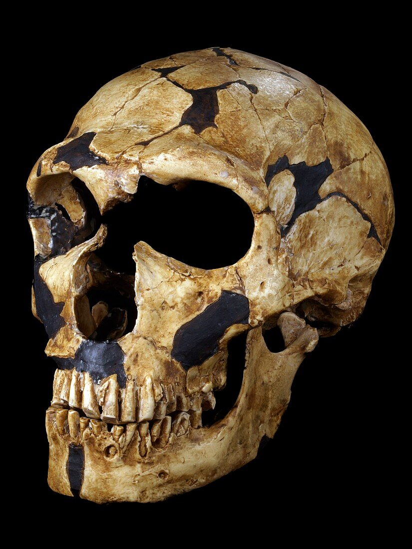 Neanderthal fossil skull La Ferrassie 1