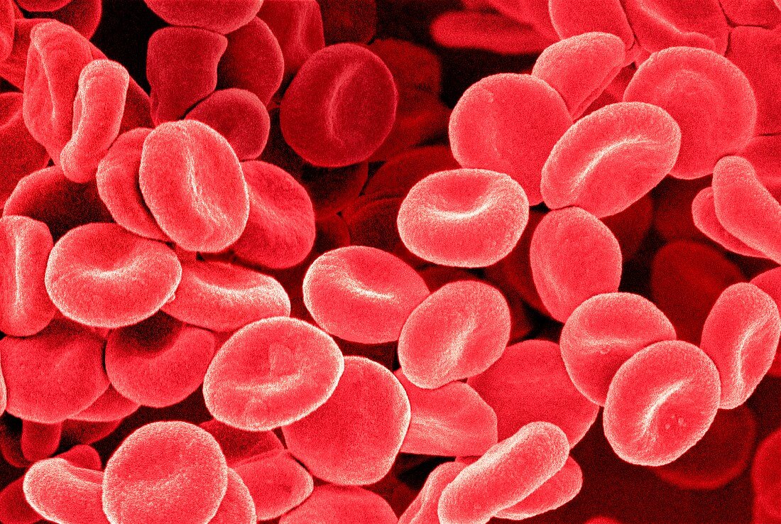 Red blood cells,SEM