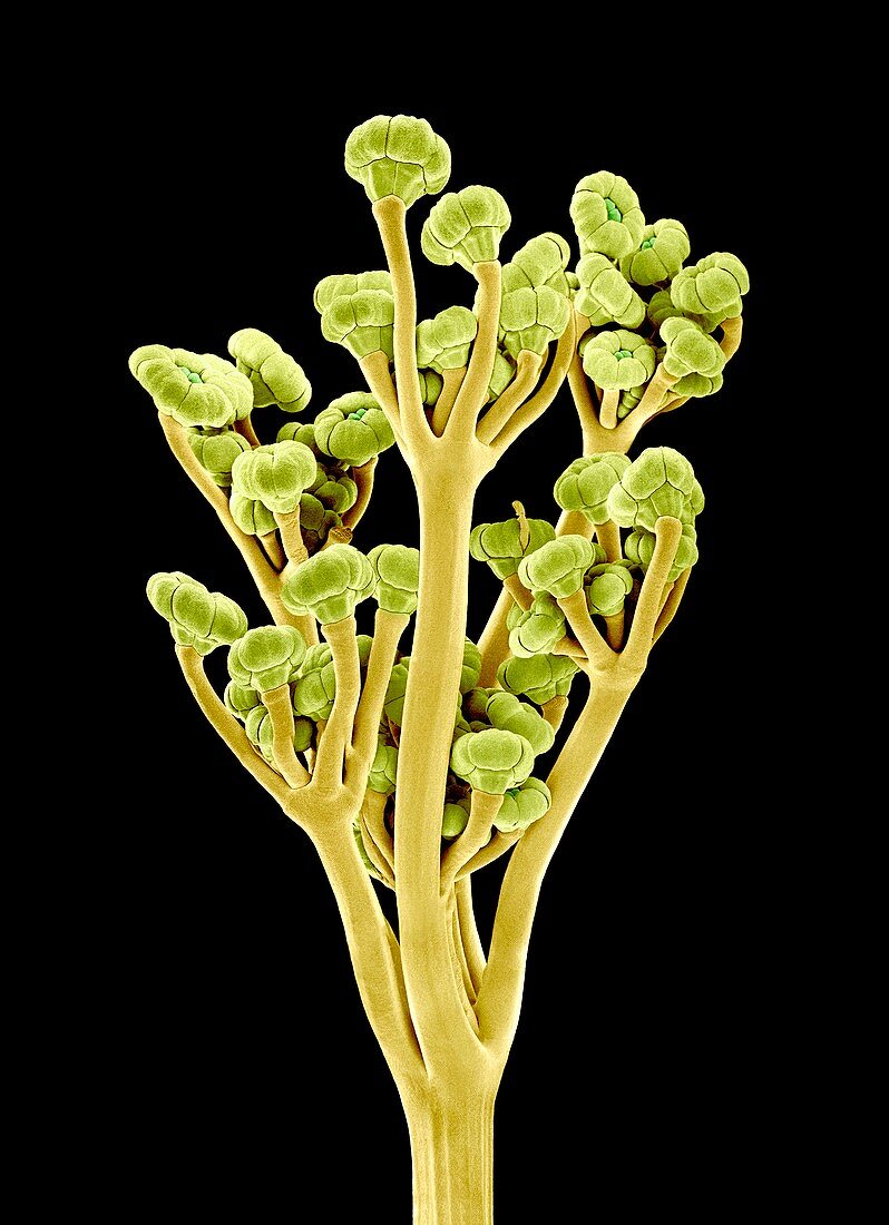 Fennel (Foeniculum vulgare),SEM