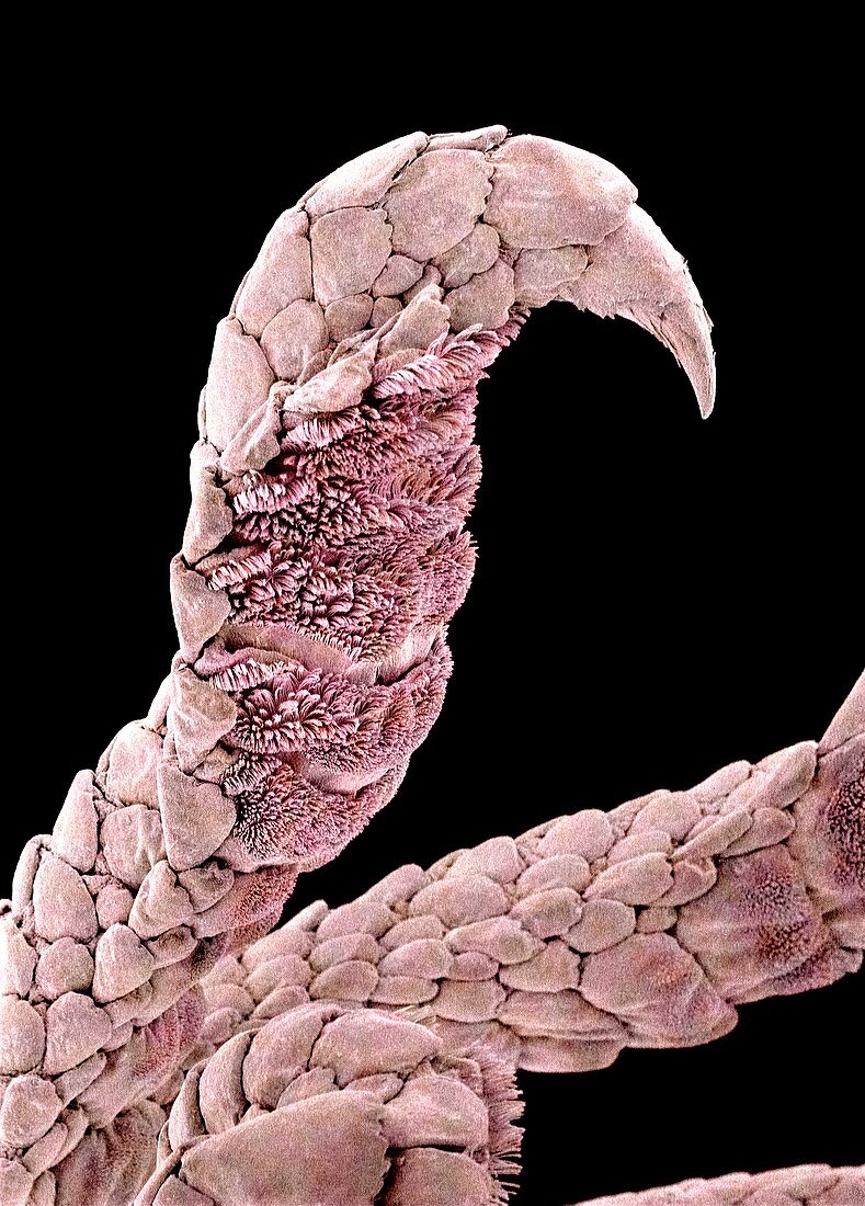 Gecko foot,SEM