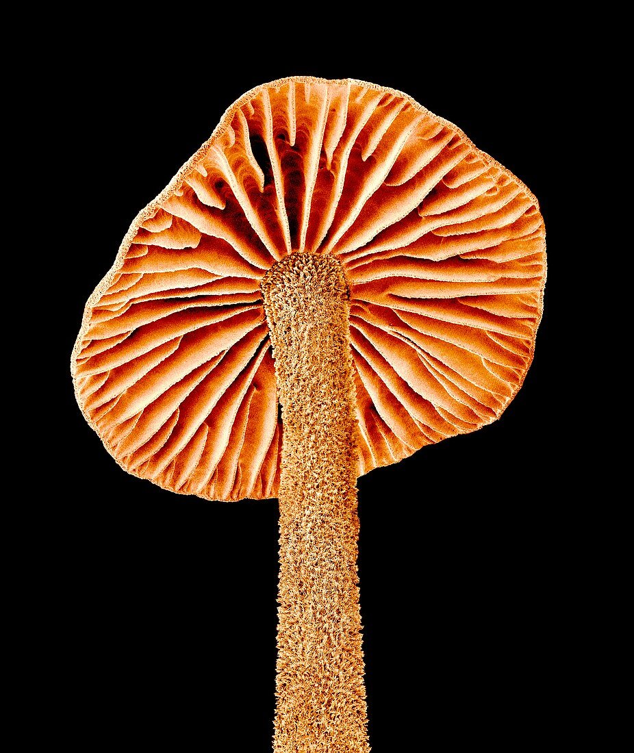 Mushroom,SEM