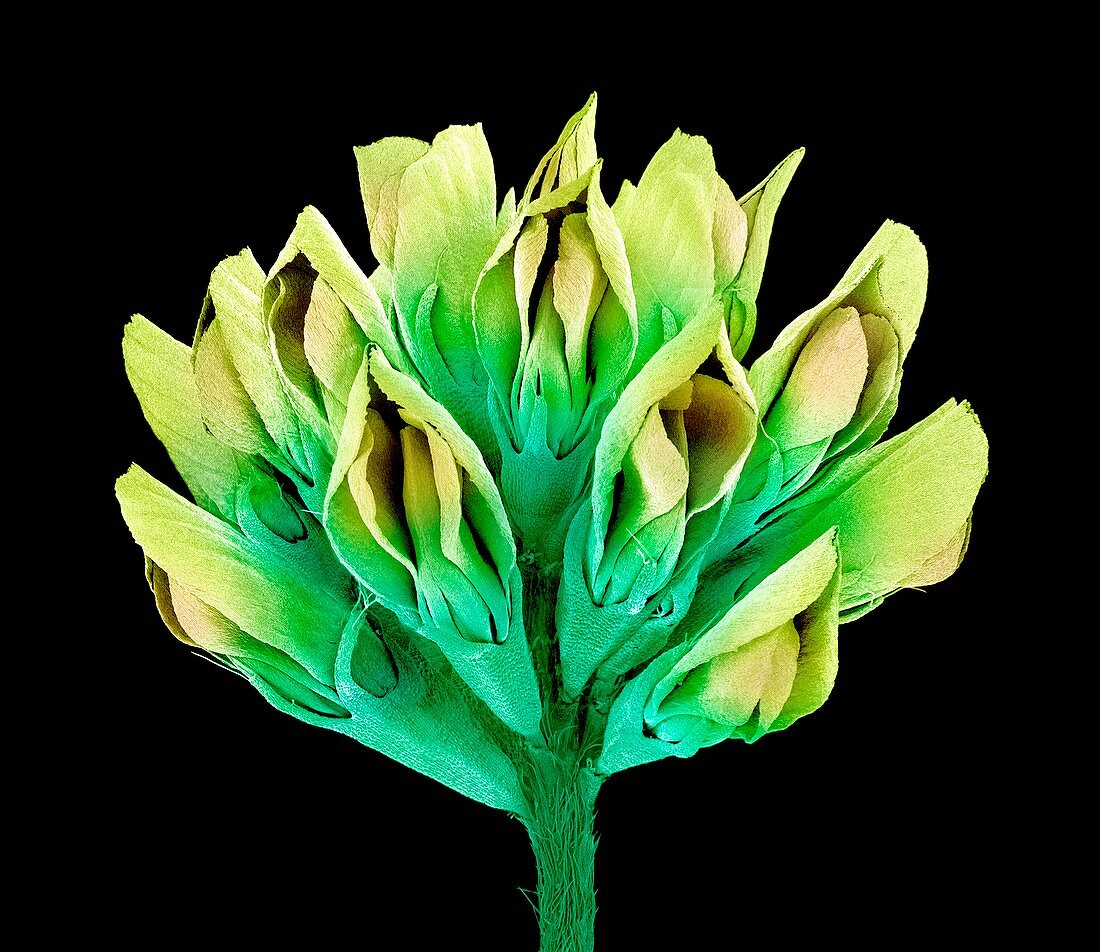 Suckling clover (Trifolium dubium),SEM