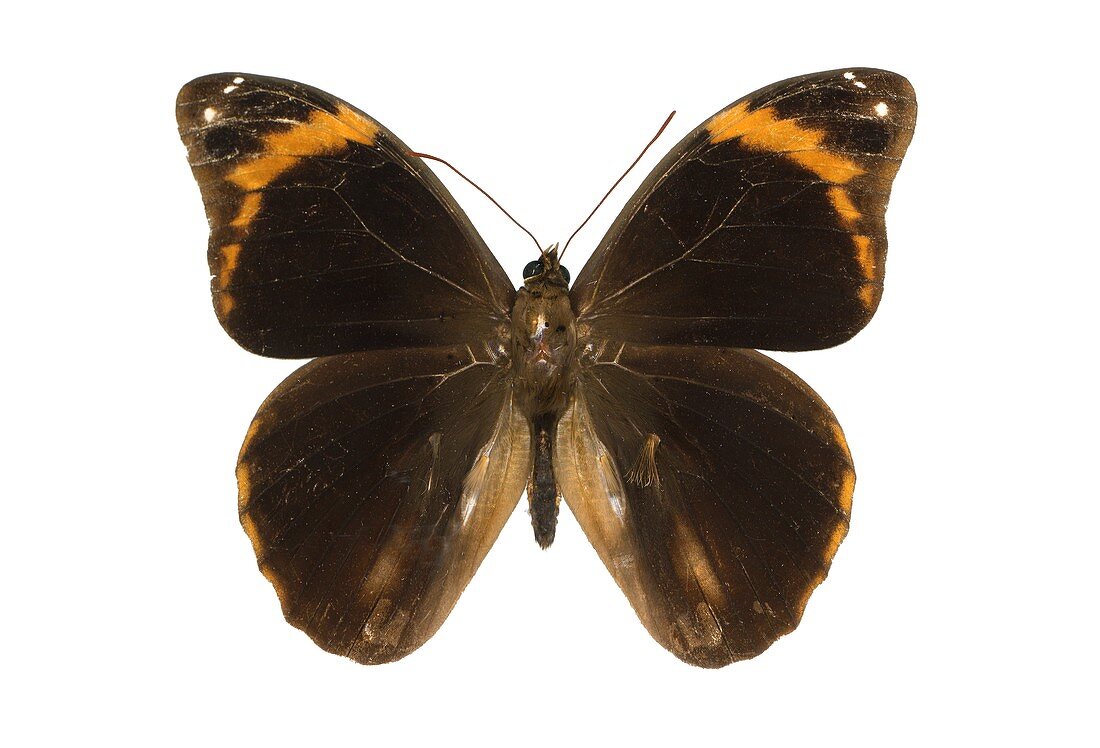 Catoblepia xanthus butterfly