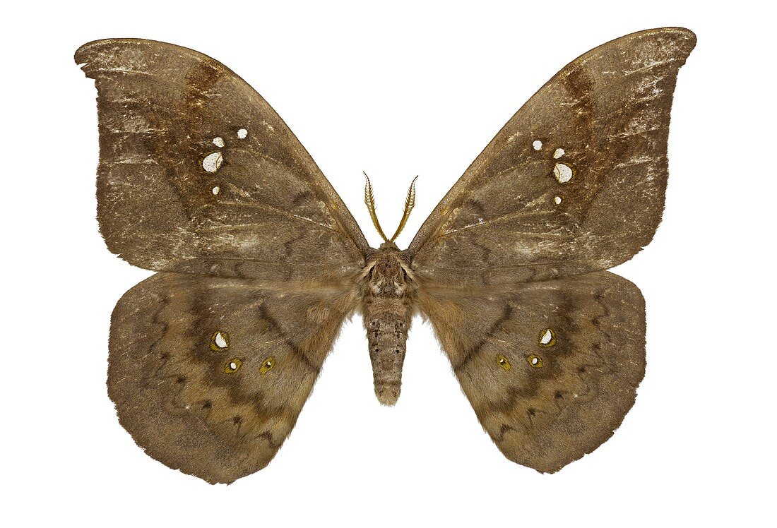 Copaxa knorkei moth