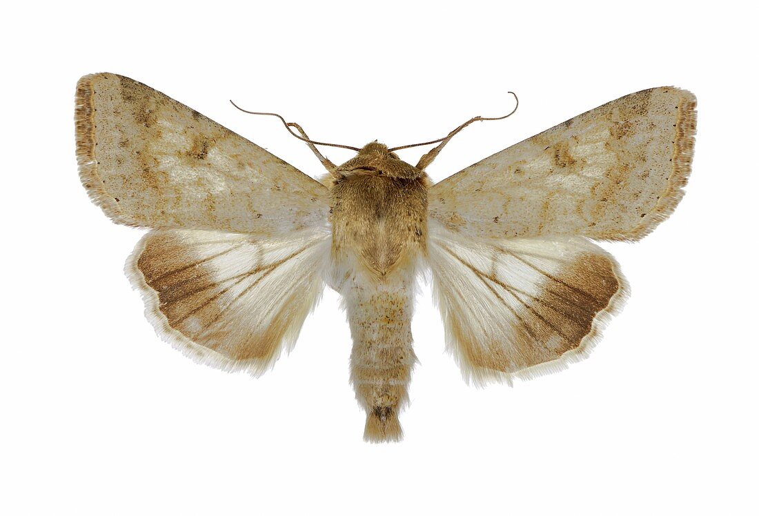 Cotton bollworm moth