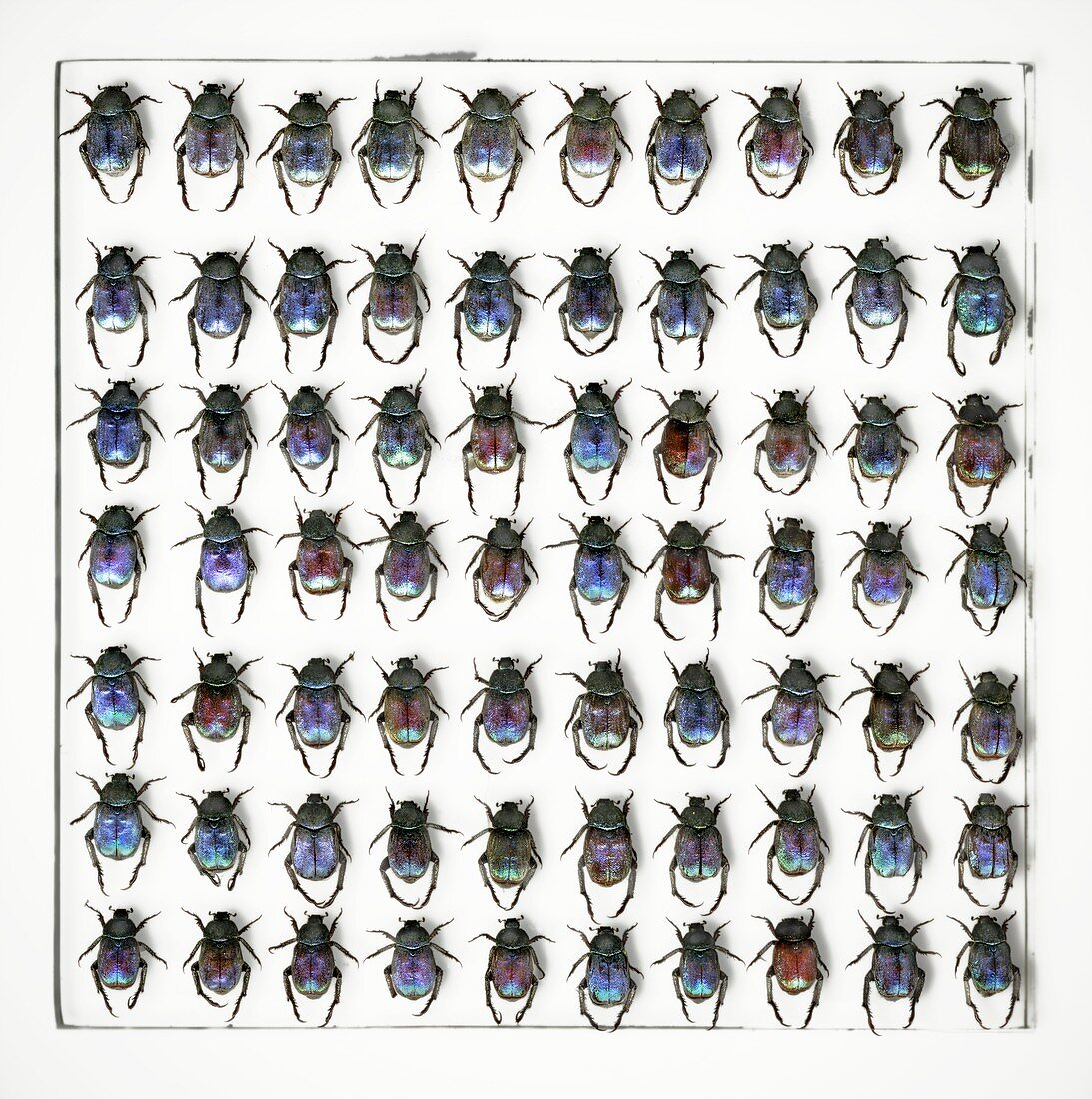 Hoplia coerulea scarab beetles