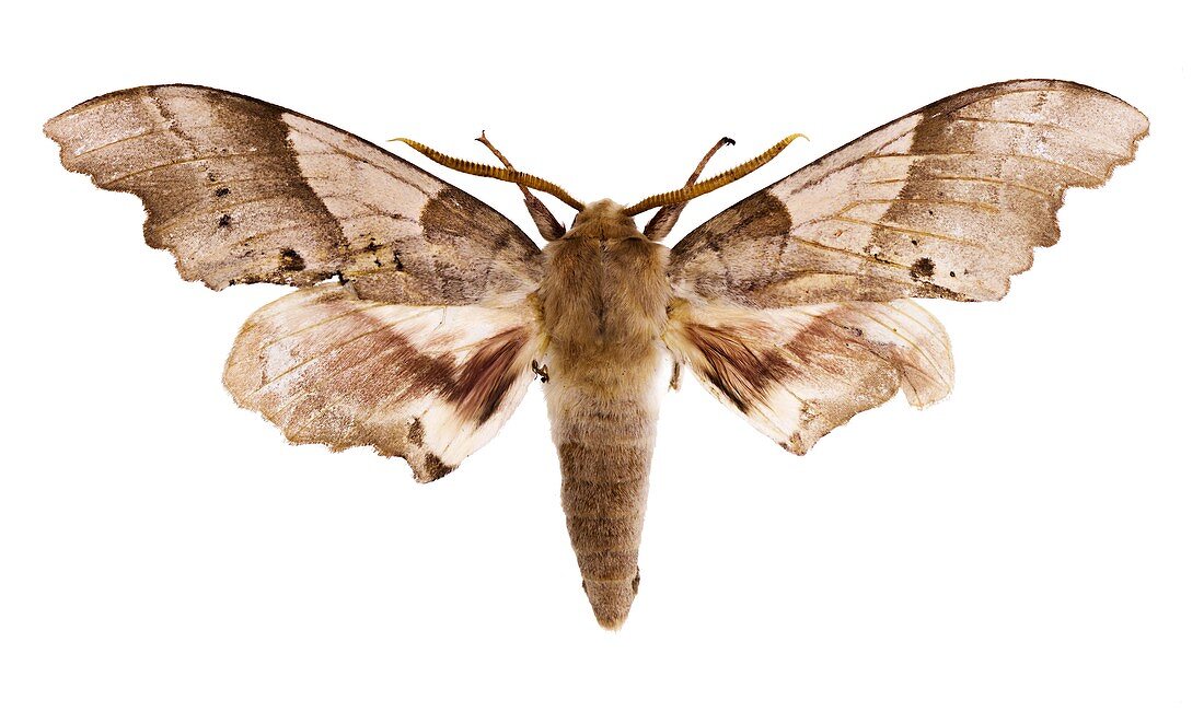Oak hawk moth