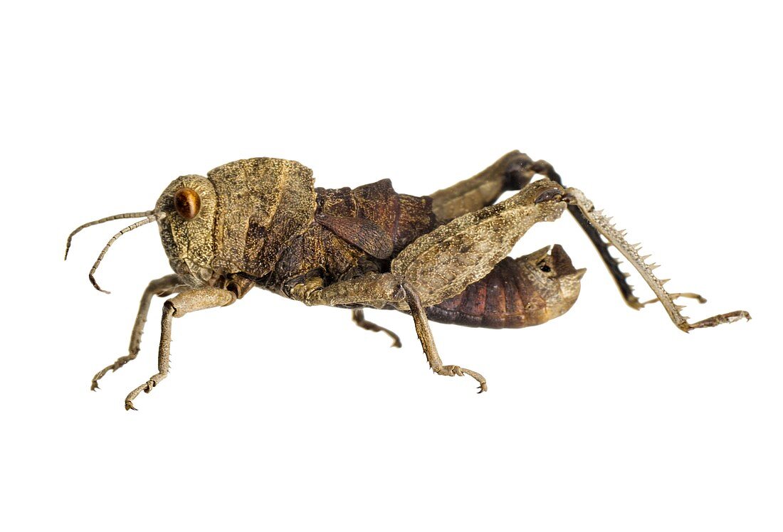 Toad grasshopper