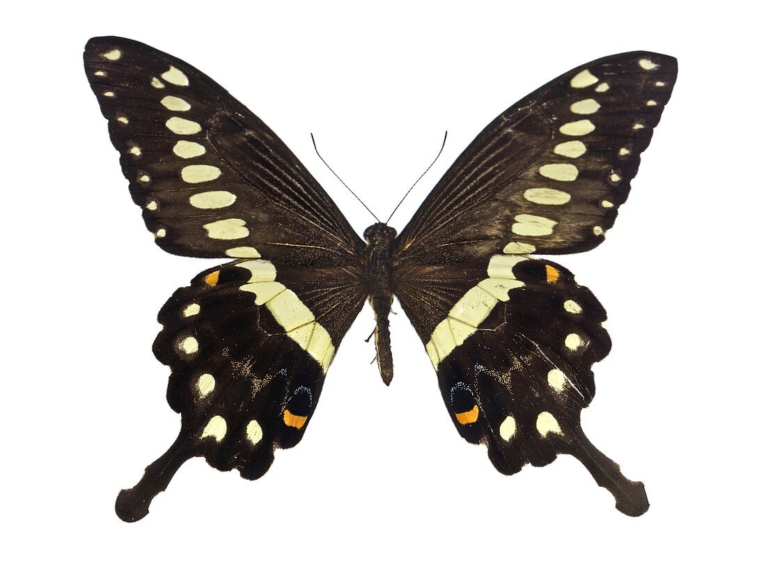African swallowtail butterfly