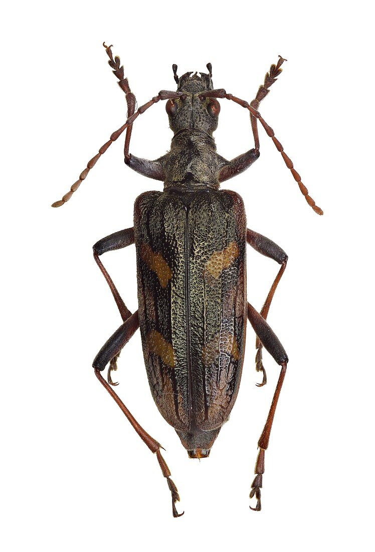 Two-banded longhorn beetle
