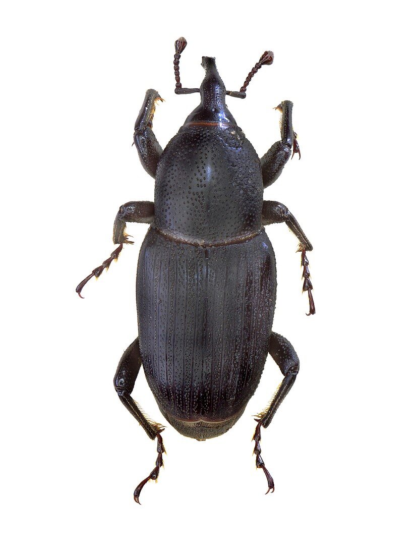 Weevil