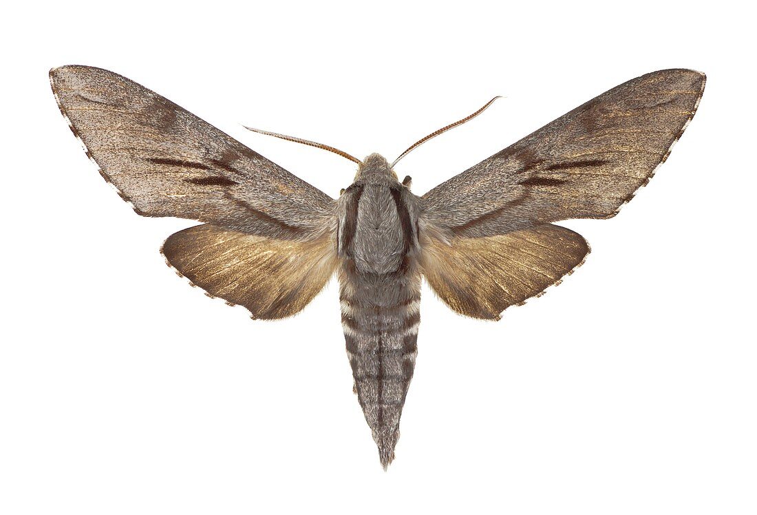 Southern pine hawk moth