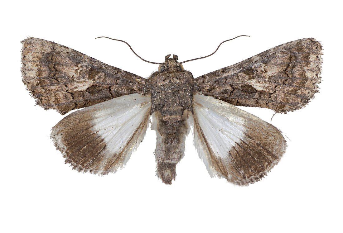 Eastern alchymist moth