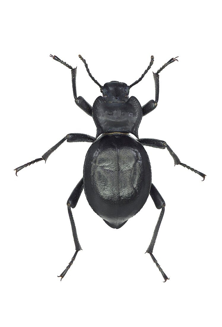 Darkling beetle