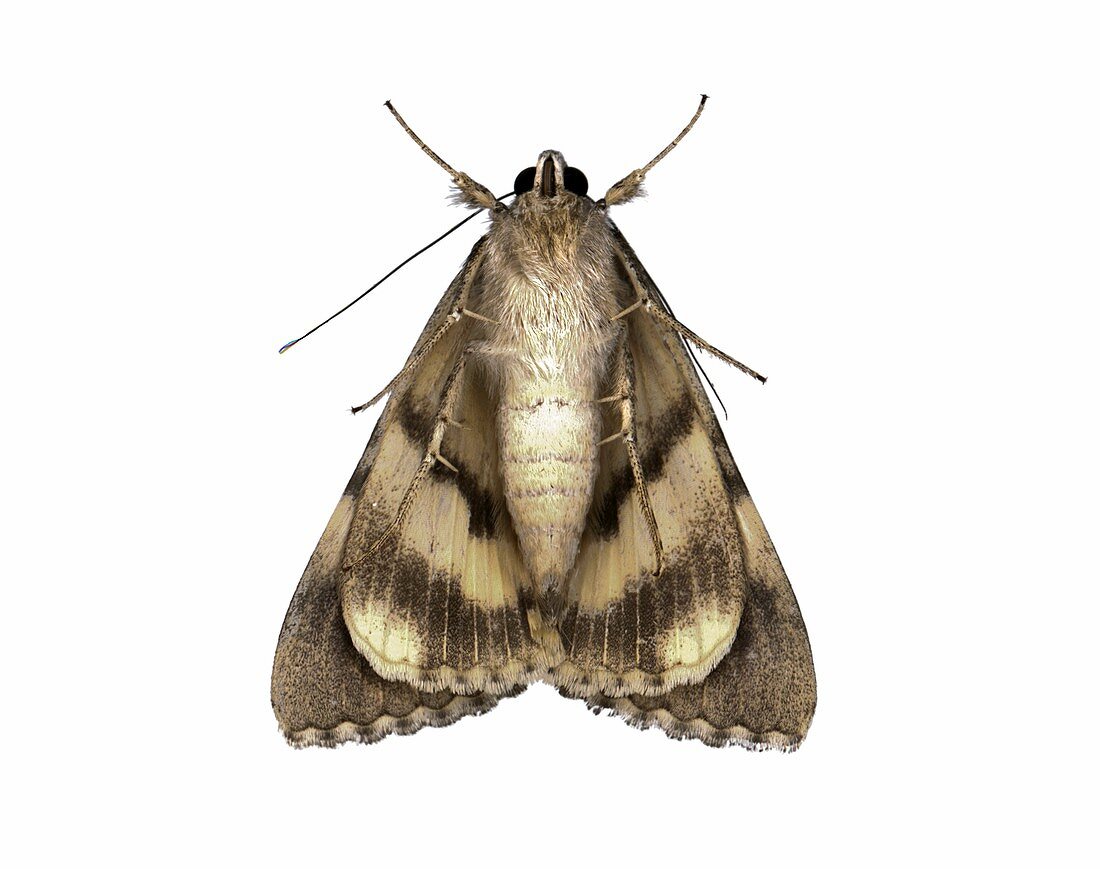 Moth underside