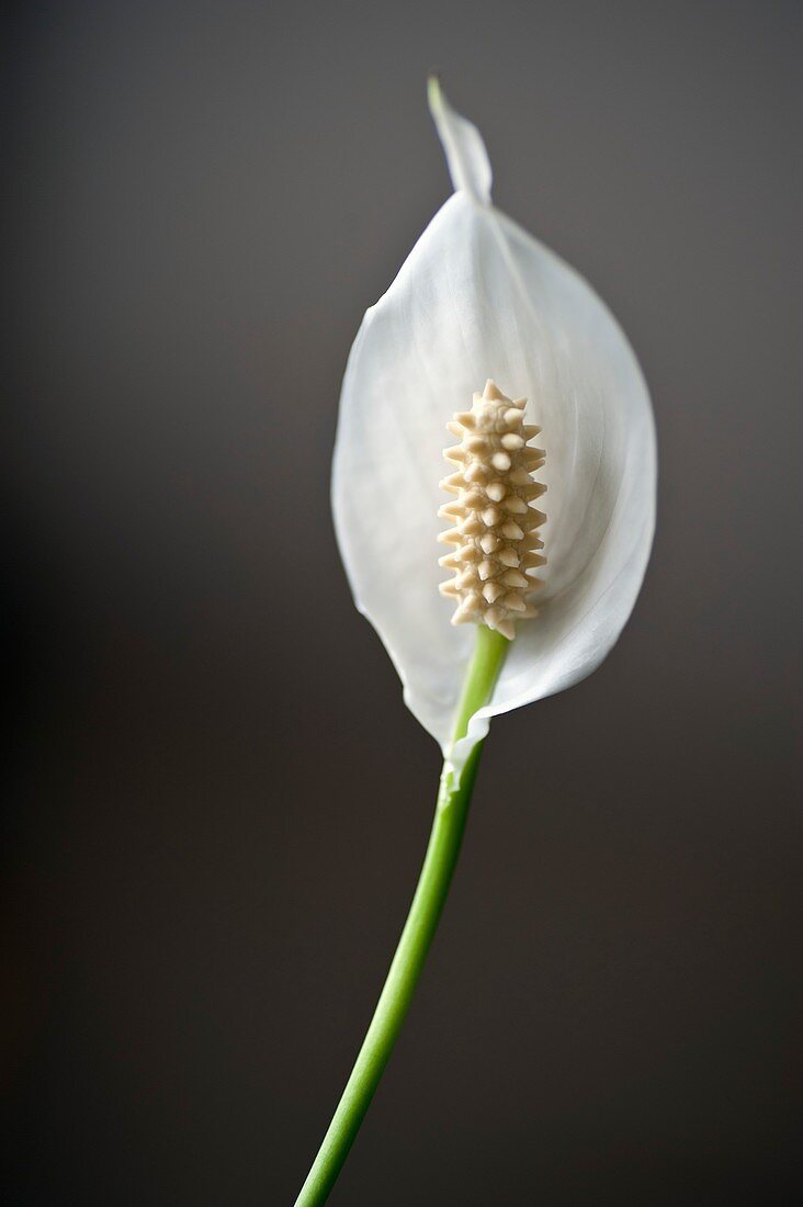 Peace lily (Spathiphyllum sp.)