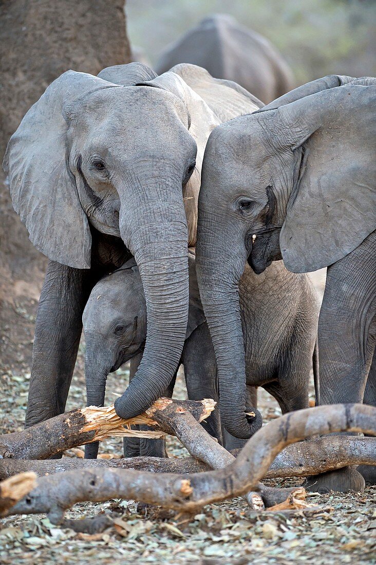 African elephants