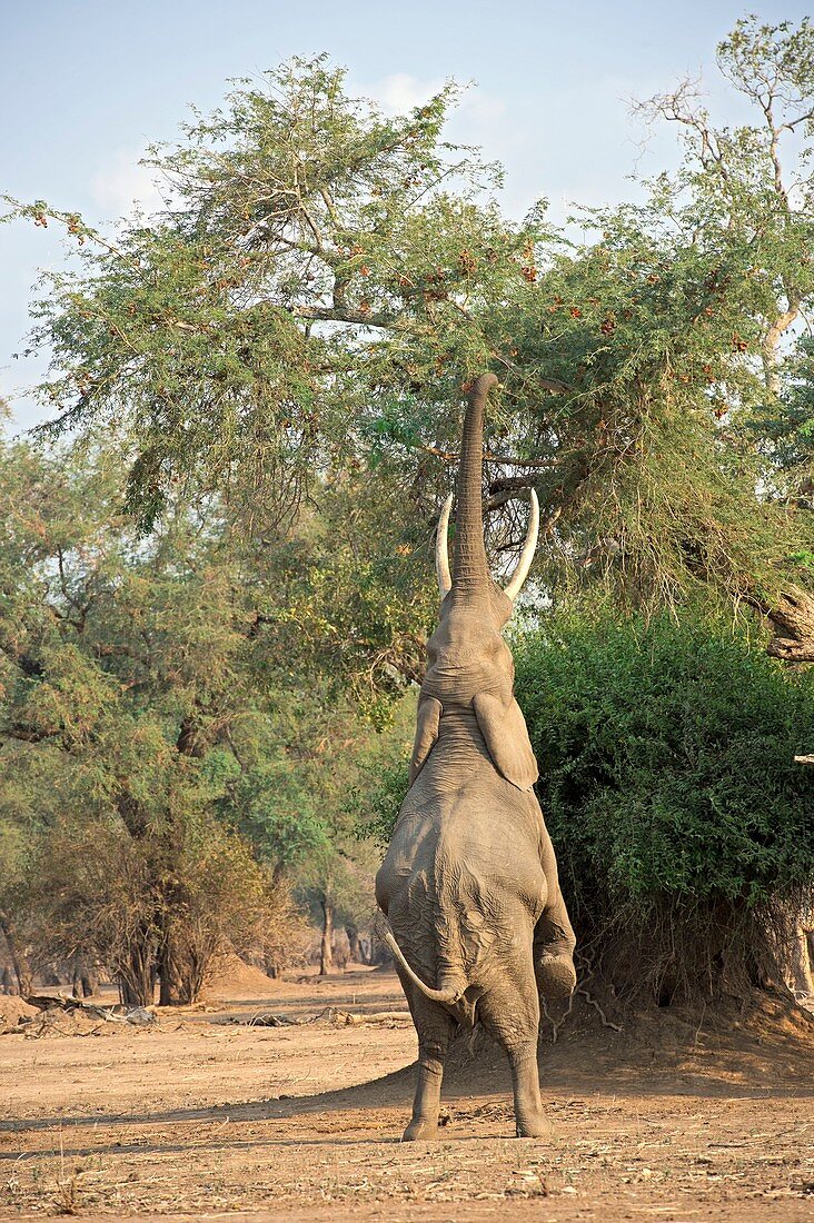 African elephant feeding from a tree