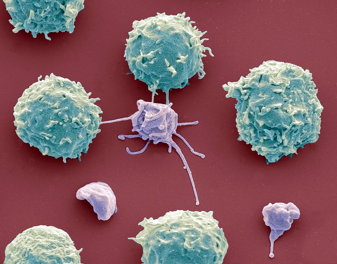 White blood cells and platelets,SEM