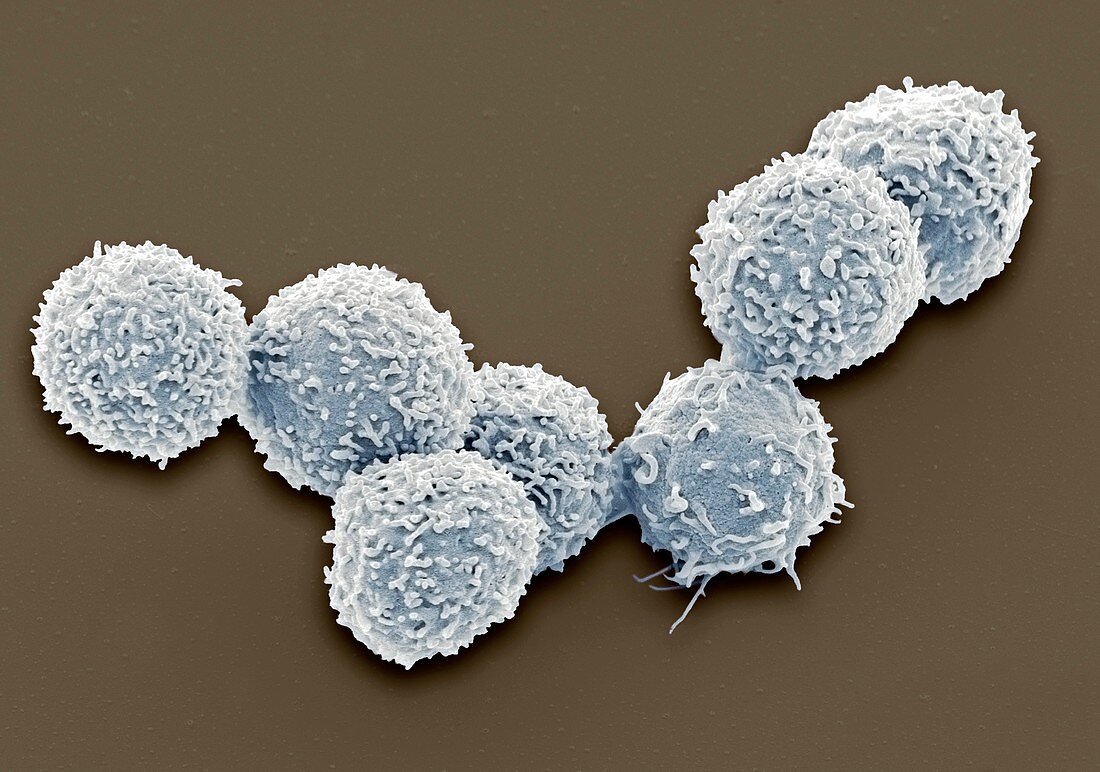 White blood cells,SEM