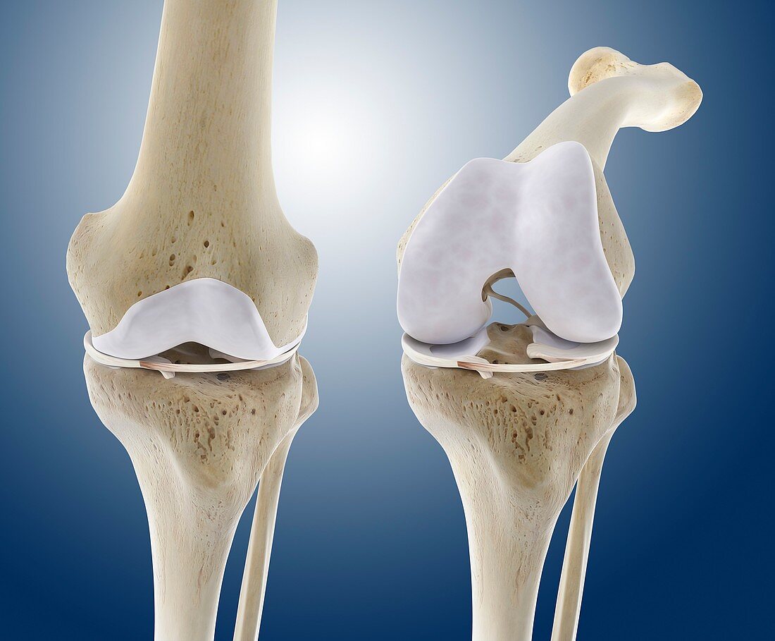 Knee flexion anatomy,artwork