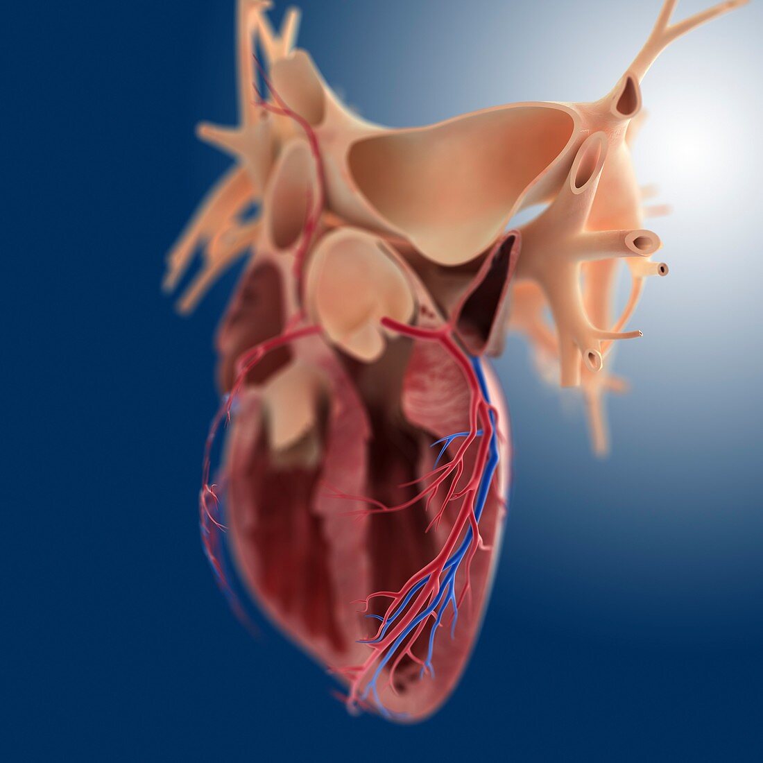 Heart's coronary blood vessels,artwork