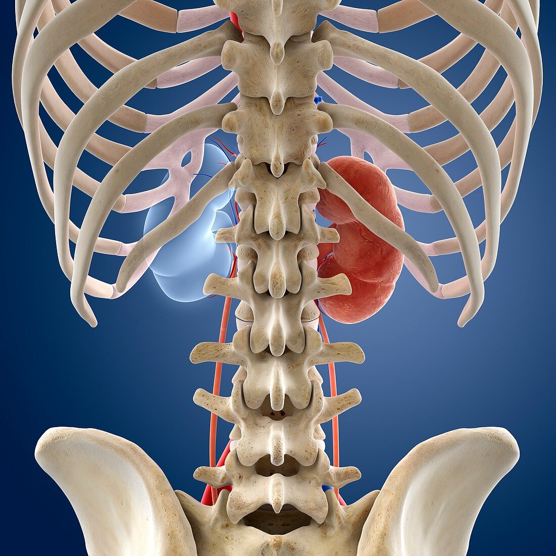 Single-kidney anatomy,artwork