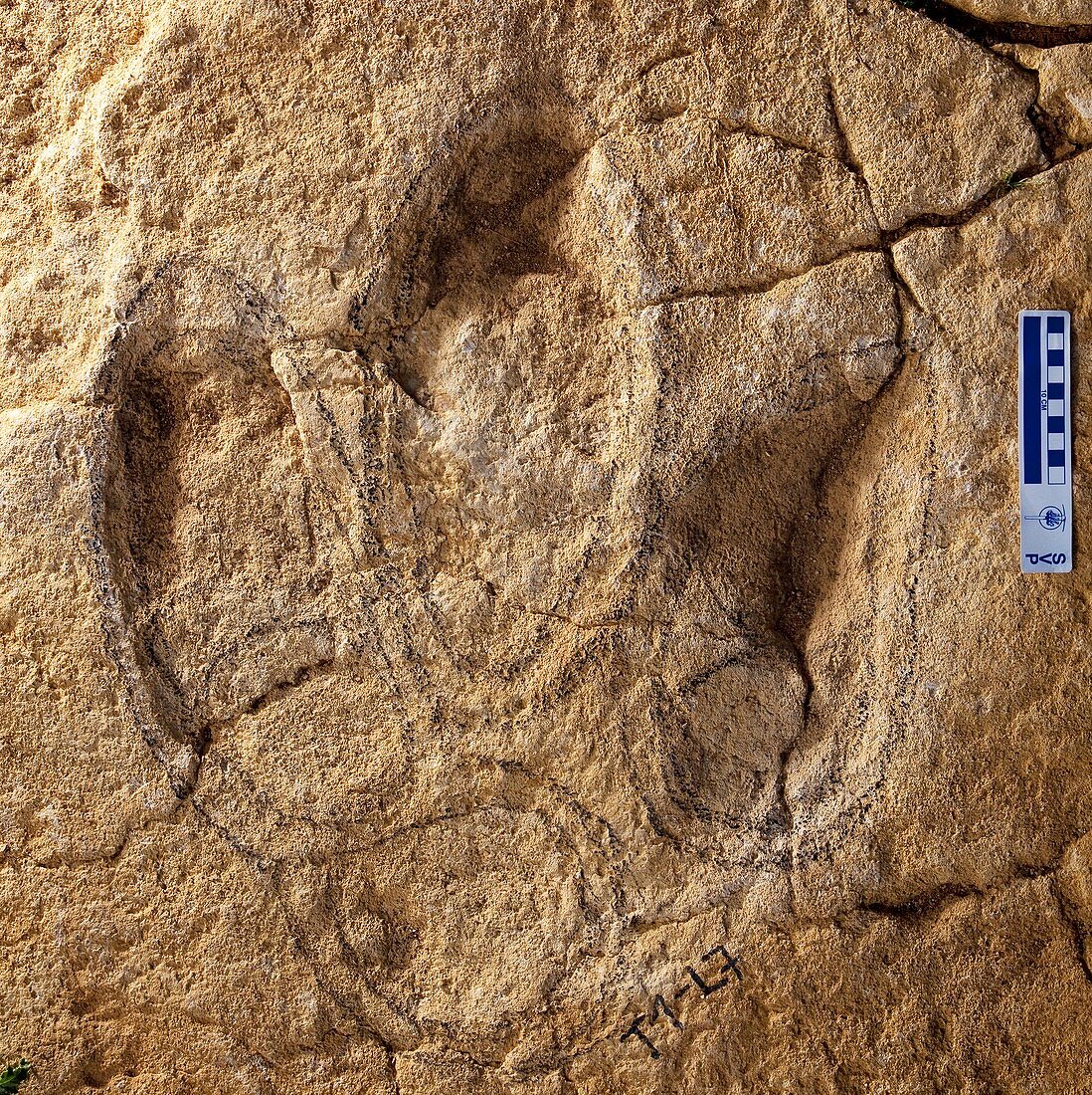 Fossil dinosaur footprint