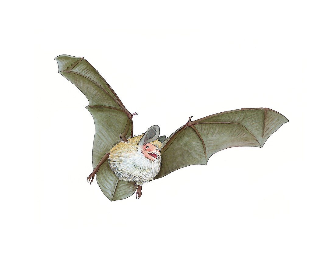 Daubenton's bat,artwork