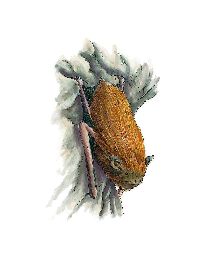 Common pipistrelle bat,artwork