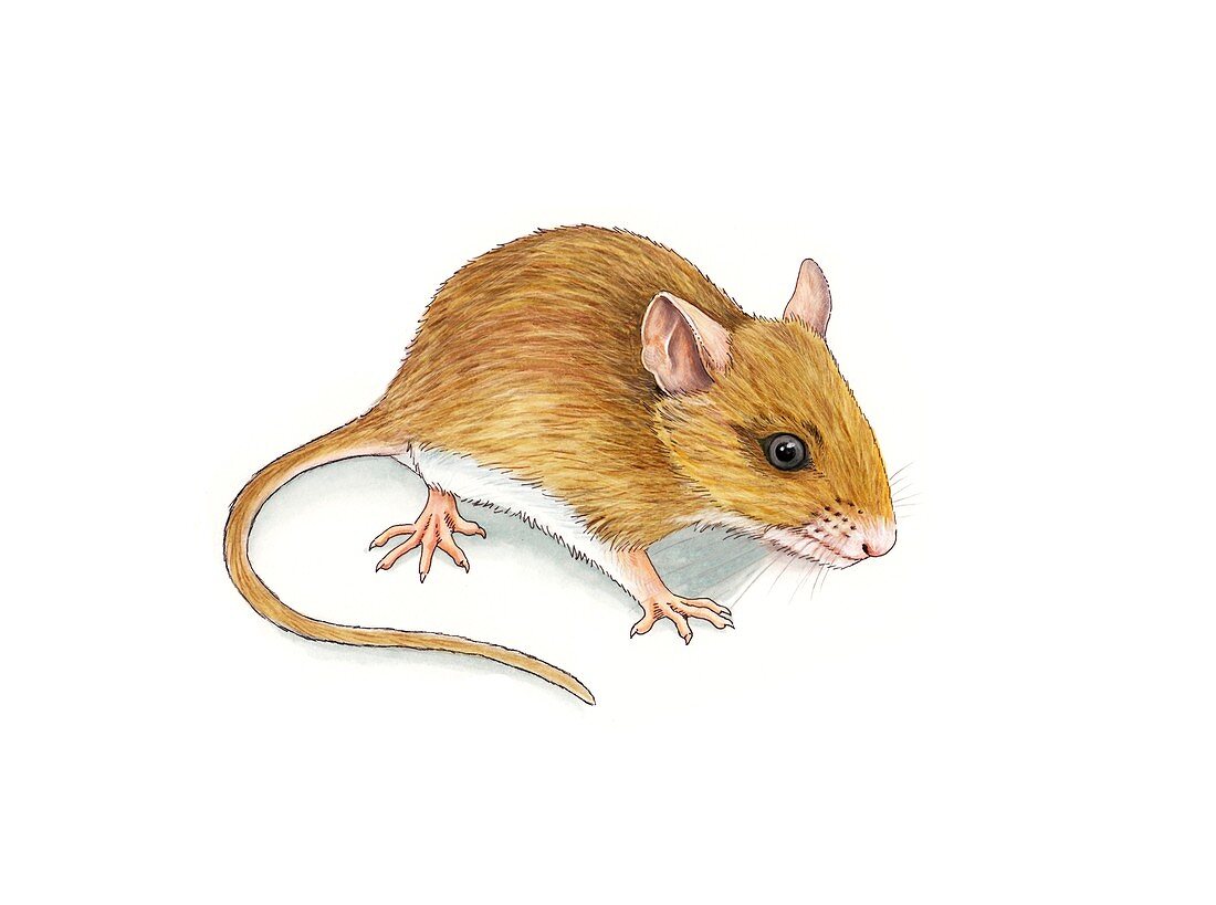 Wood mouse,artwork
