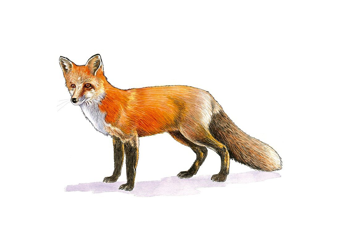 Red fox,artwork