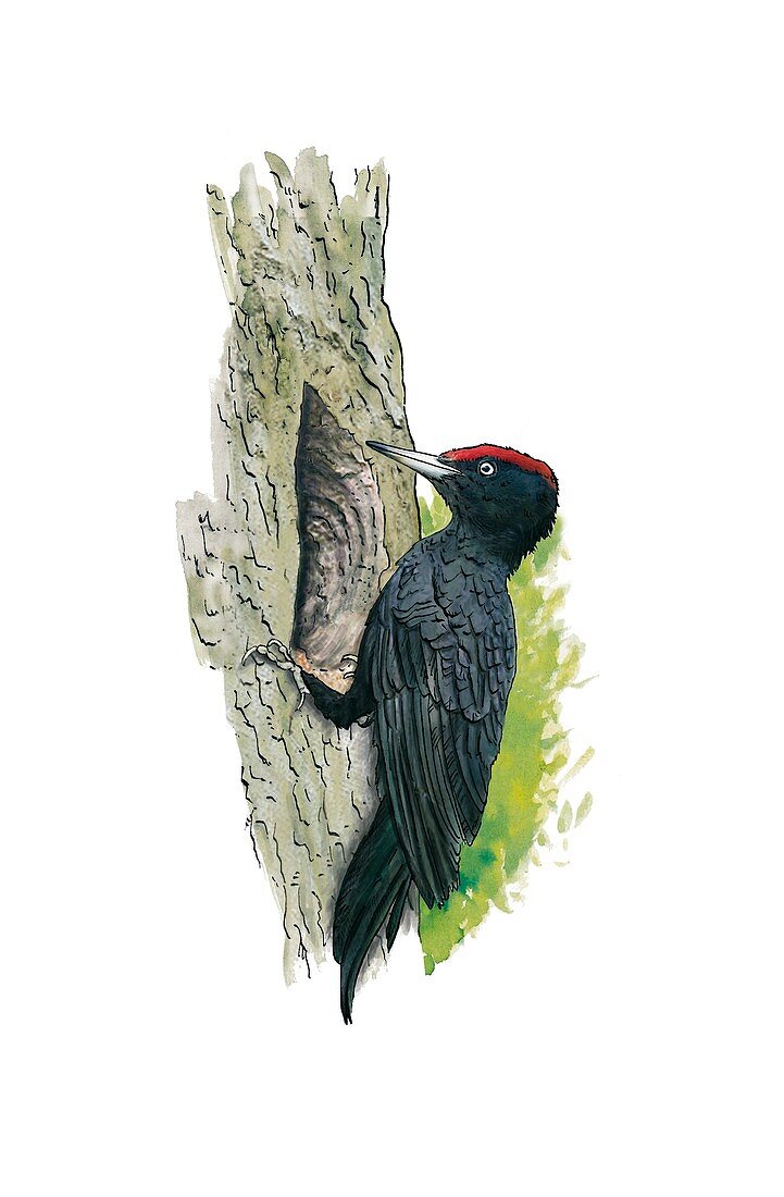 Black woodpecker,artwork