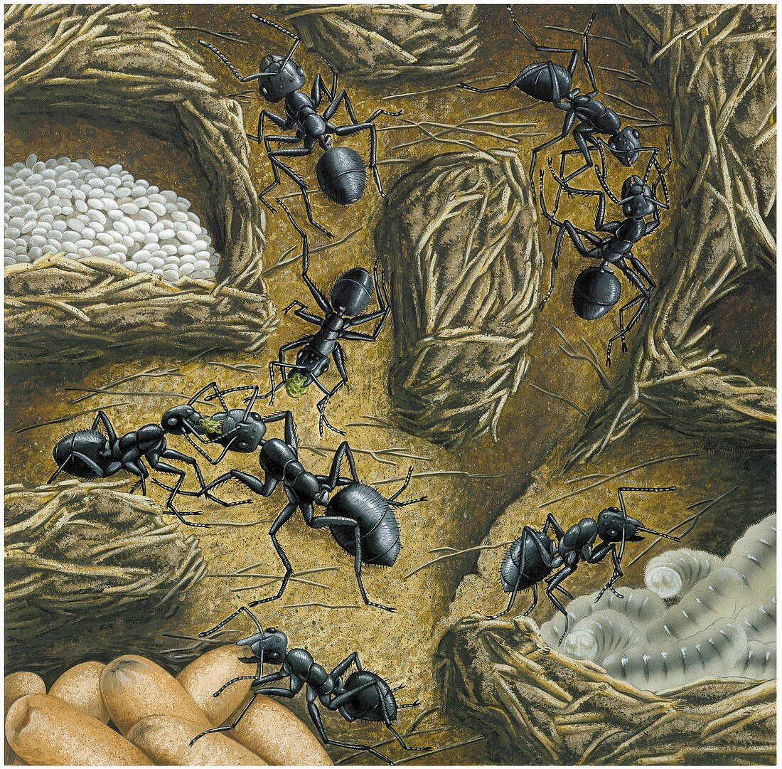 Ant nest,artwork