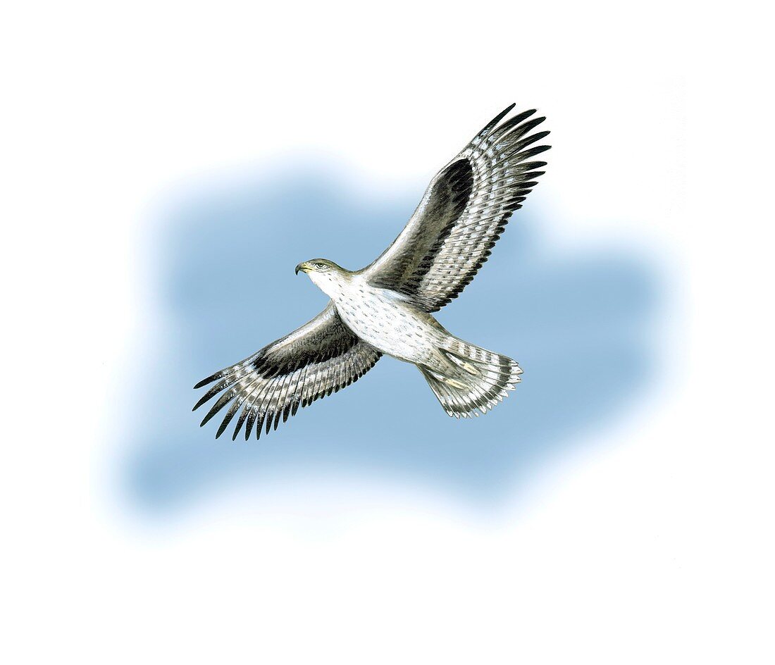 Bonelli's eagle,artwork
