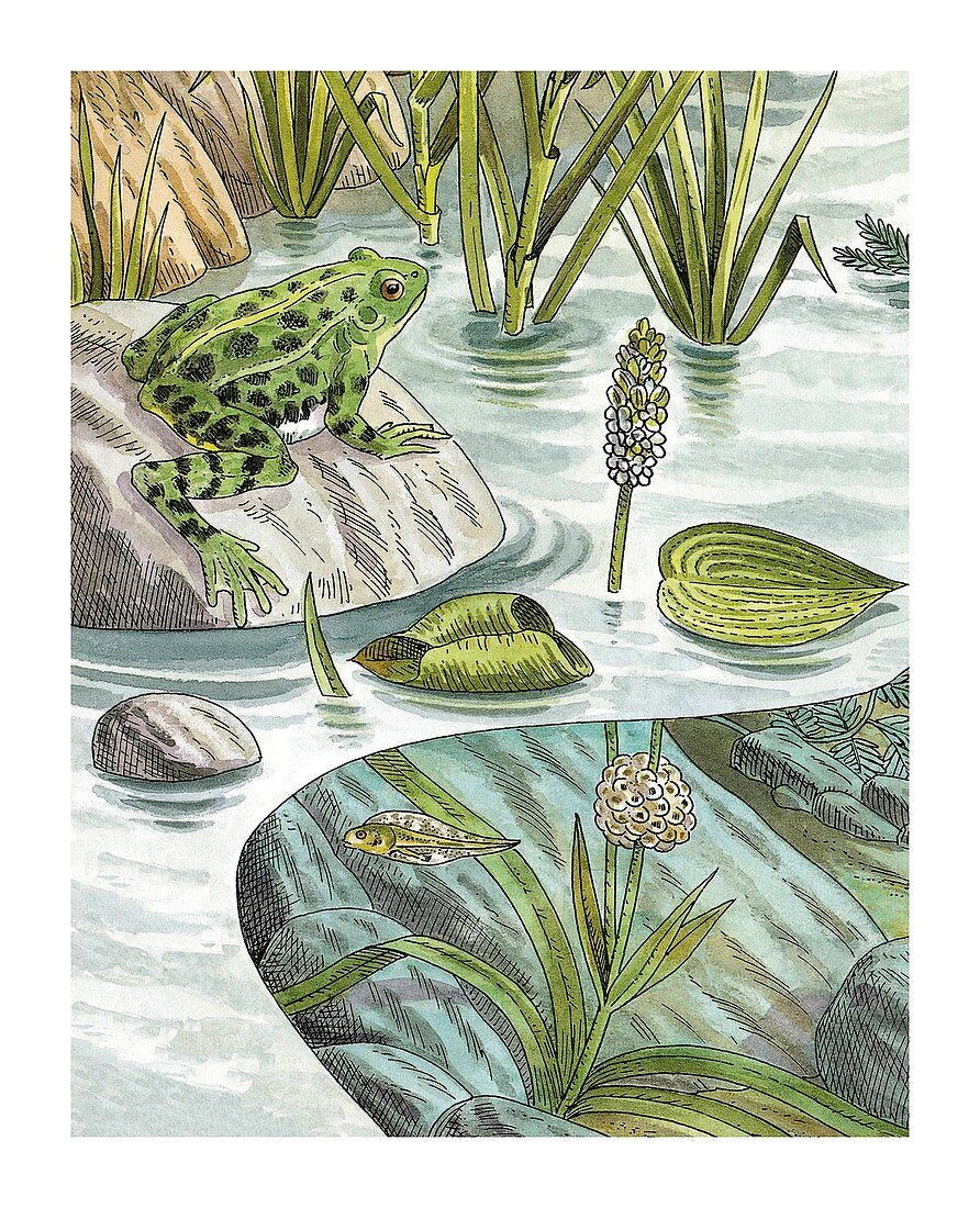 Frog life stages in a pond,artwork
