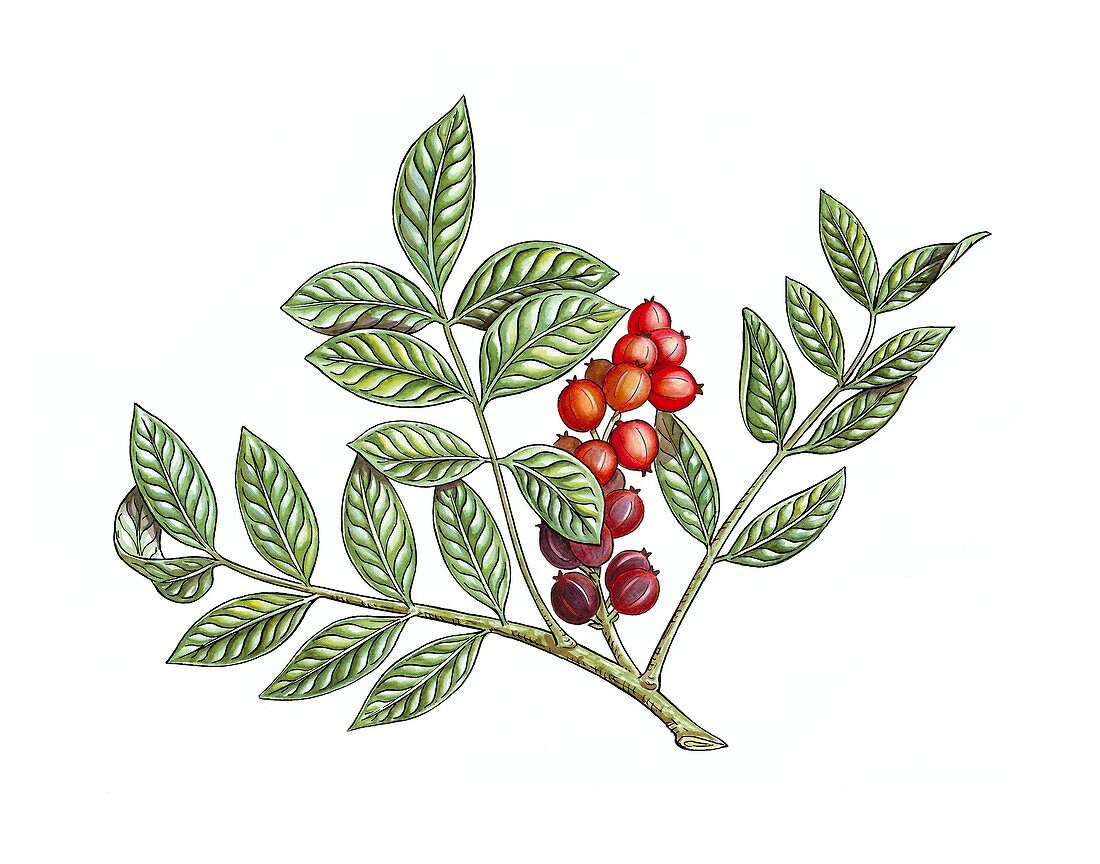 Pistacia lentiscus fruiting,artwork