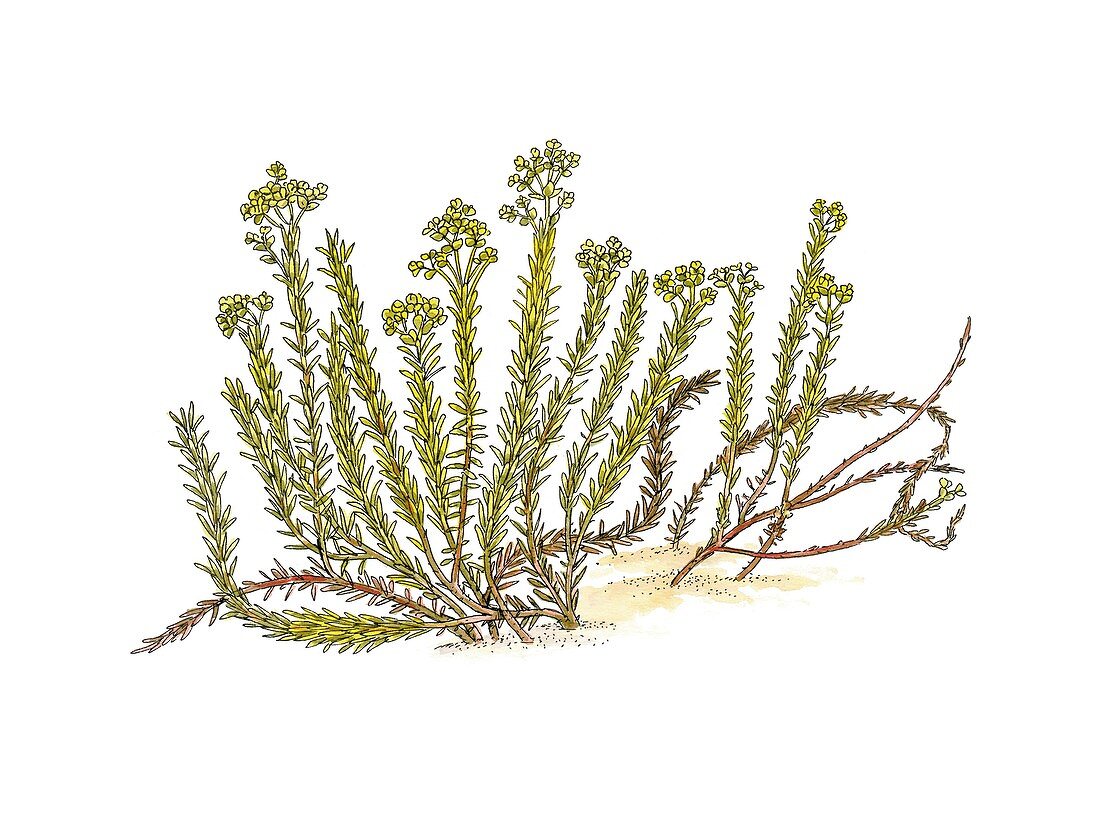Sea spurge (Euphorbia paralias),artwork