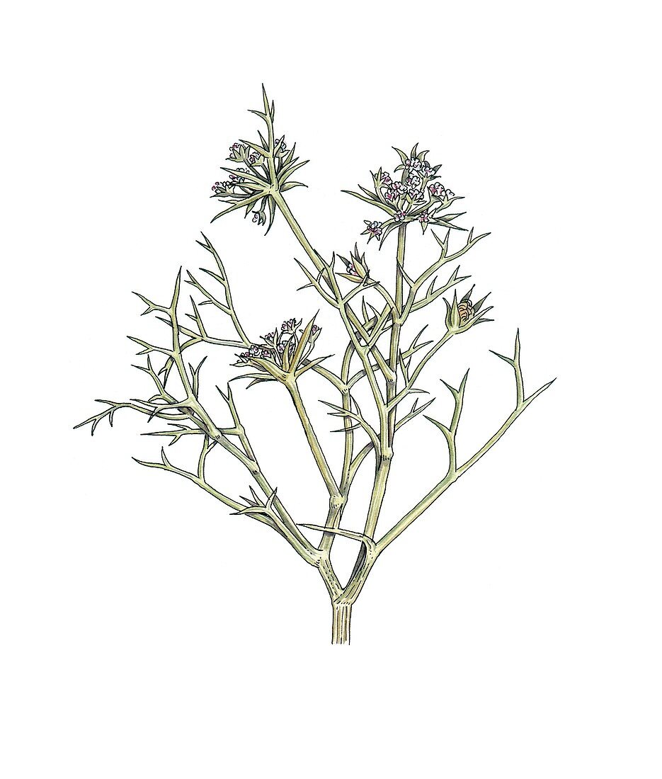 Echinophora spinosa in flower,artwork