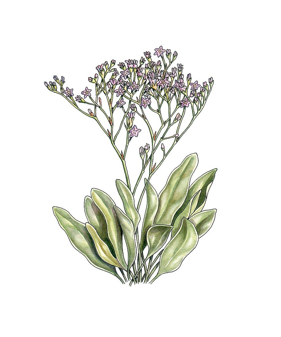 Sea lavender (Limonium vulgare),artwork