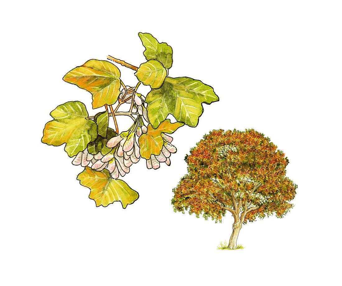 Italian maple (Acer opalus) in flower