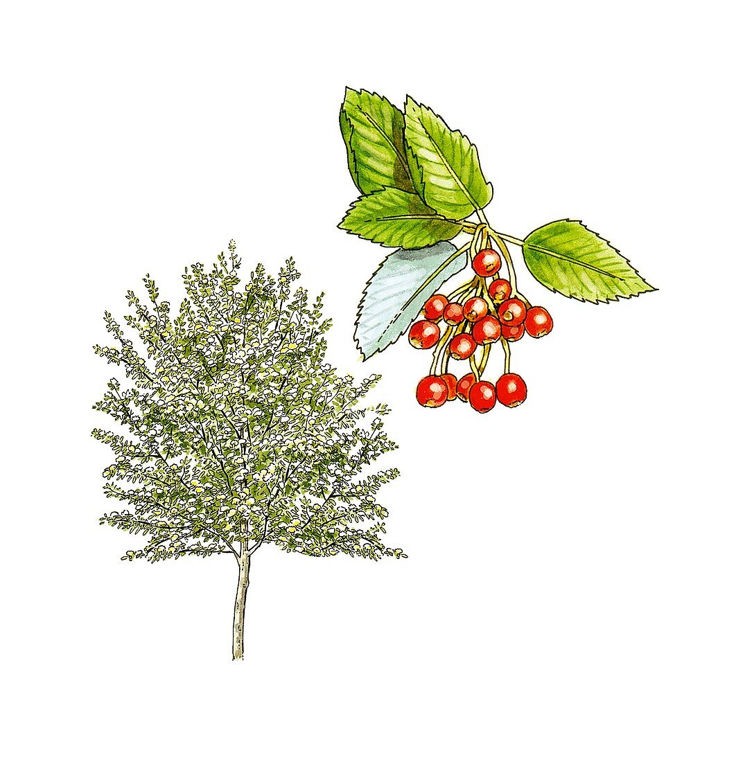 Whitebeam (Sorbus aria) tree and berries