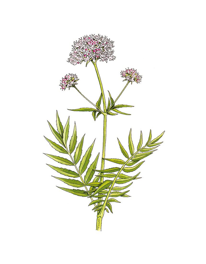 Valerian (Valeriana officinalis) flowers